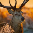 Paravent avec image d'un cerf en hiver fabriqué en mdf et toile feeby-02