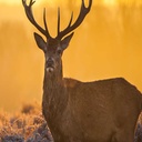 Paravent avec image d'un cerf à la lumière du coucher du soleil fabriqué en mdf et toile feeby-02