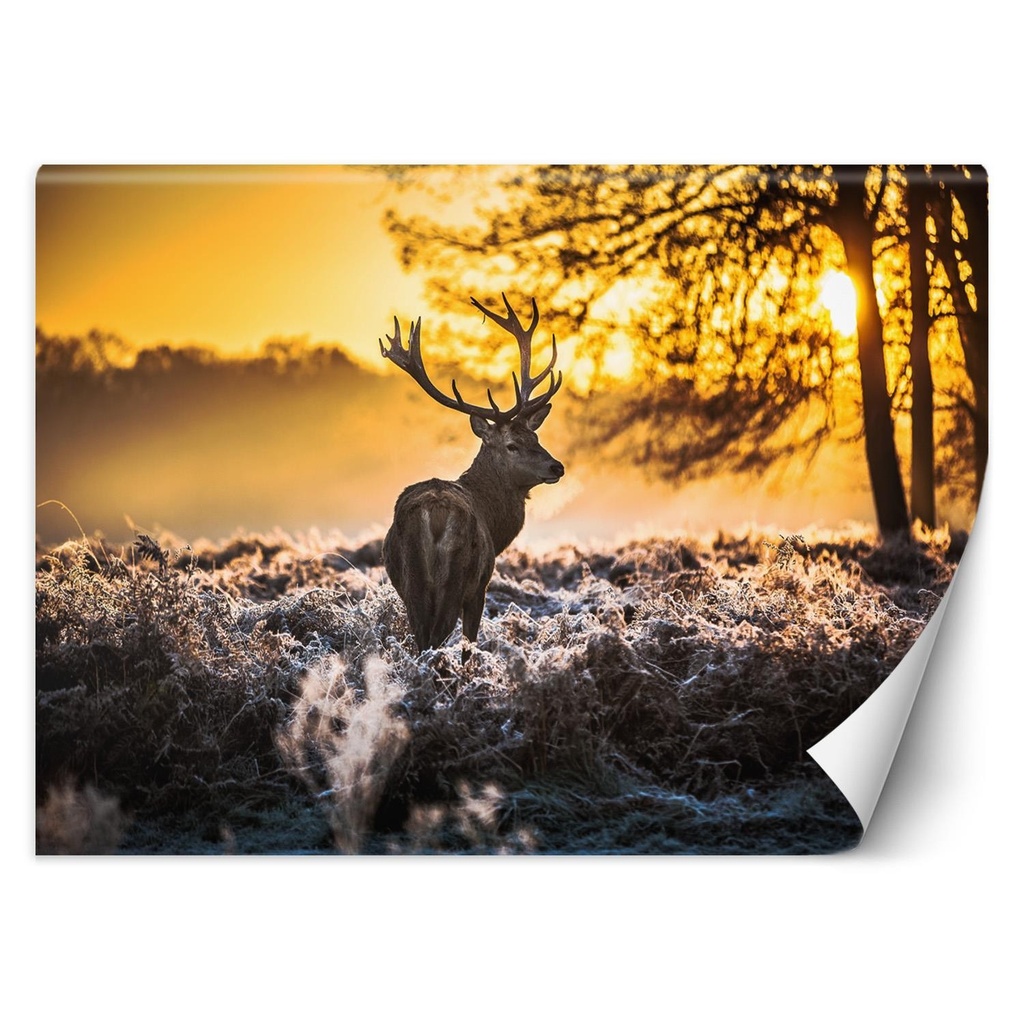 Photo murale pour salon avec image de cerf dans la prairie au lever du soleil