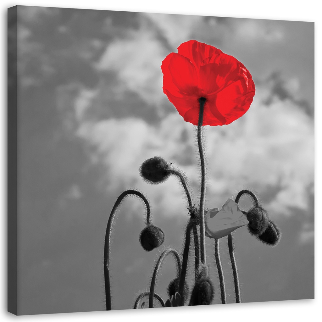 Cadre en mdf avec image imprimée sur toile coquelicot en fleur