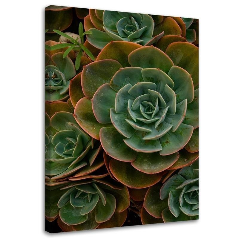 Cadre imprimé sur toile avec image de succulente verte fabriqué en bois et toile